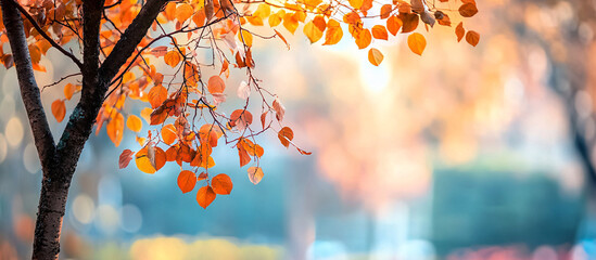 Cropped shot of a colorful autumn tree against a beautiful nature background perfect for seasonal promotions or nature-themed designs.