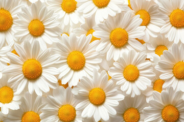 A charming display of daisies creates a fresh, sunny background.