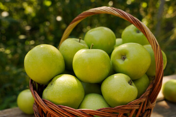 basket of apples close-up. fresh green apples picked from your own garden. the concept of growing a natural organic product.