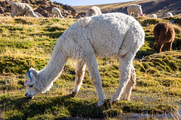 Alpacas grazing in the fields of Arequipa Peru