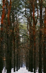 road among firs planting of firs, snowy road under the trees in the forest Khortytsia