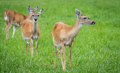 Whitetail doe behavior in a herd at a wildlife sanctuary in Rome Georgia.