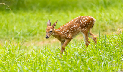 Whitetail fawn natural behavior in a herd at a Wildlife sanctuary in Rome Georgia.