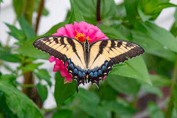 Yellow Eastern Tiger Swallowtail butterfly with spread wings perched on bright pink zinnia in flower garden © Melissa Burovac
