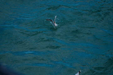 Fototapeta premium Sea gulls catching fish in the sea.