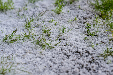 Large hail on fresh grass straws in summer.