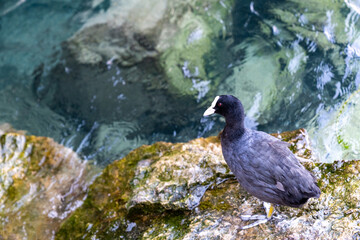 Fototapeta premium Eurasian Coot, also known as a Black Coot, a species of Rails, sits on rocks