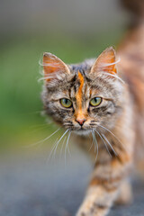 Cute brown and black cat looking into the camera.
