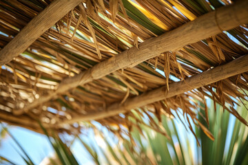 Sunlight shining through a sukkah roof made of bamboo and palm branches, a temporary structure for...