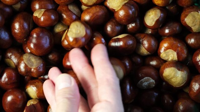 Horse Chestnut fruits or Conkers, close-up. Autumn harvest of fresh chestnuts.