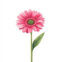 Vibrant pink flower with green center and leaf, perfect for nature-themed designs and floral illustrations.