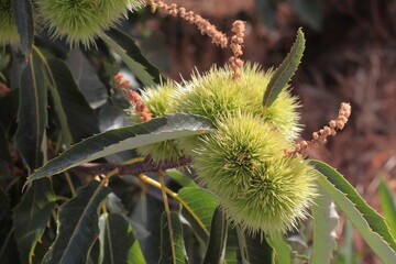 castaño herizo verde fruto de otoño