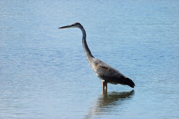 The great blue heron (Ardea herodias) is a large wading bird in the heron family Ardeidae.