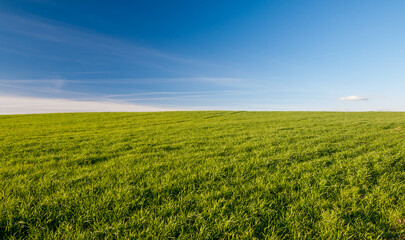 A large, open field of grass with a clear blue sky above