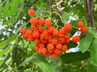 a cluster of ripe orange rowan hanging on a branch of a rowan tree