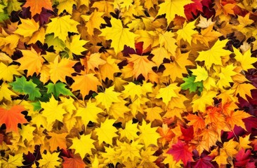 Background from autumn leaves. Top view