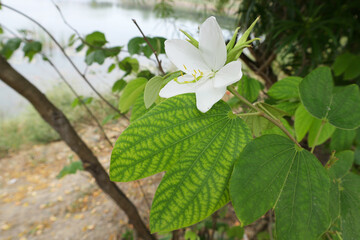 Bauhinia acuminata is a species of flowering shrub native to tropical southeastern Asia.