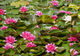 Fototapete bei efototapeten.de bestellen   