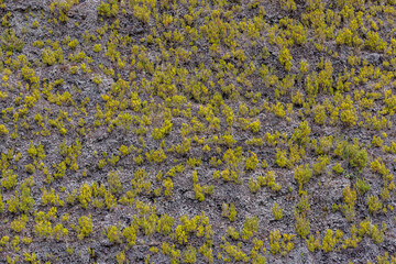 Vegetation on the volcanic rocks of a mountain range on the island of Madeira