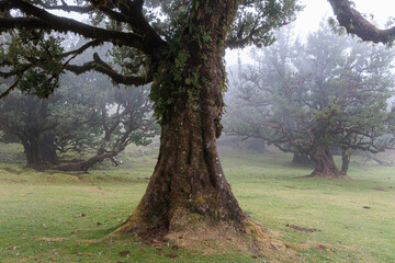 Magical Fanal Laurel Forest on the island of Madeira