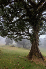 Magical Fanal Laurel Forest on the island of Madeira
