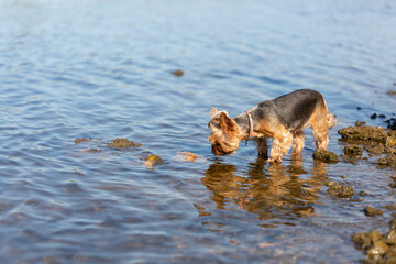 Yorkshire Terrier dog drinks water from a clean lake, river