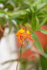 orange flower on green background