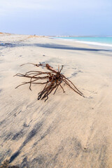 sand dunes on the beach