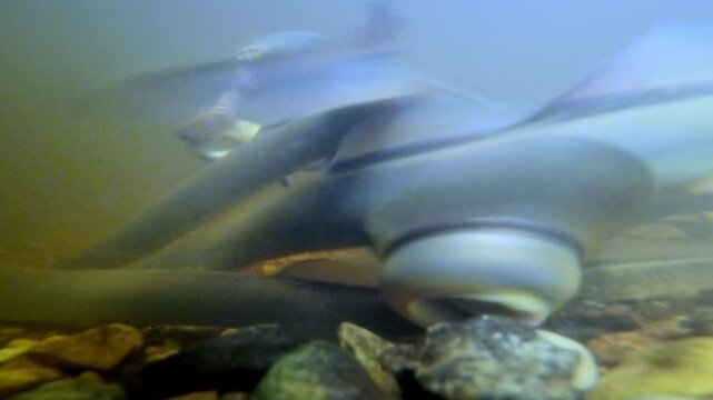 Underwater footage of Rrver lamprey preparing the place for spawning. 