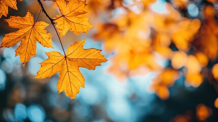 Fototapeta premium Autumn yellow leaves of tree in autumn park. Fall background with sun lights and Beautiful nature landscape. AI generated image