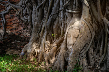 Ayutthaya Buddha Head statue with trapped in Bodhi Tree roots at Wat Maha That (Ayutthaya).