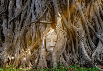 Ayutthaya Buddha Head statue with trapped in Bodhi Tree roots at Wat Maha That (Ayutthaya).