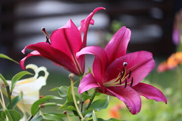 Sweden. Lilium longiflorum, often called the Easter lily, is a species of plant endemic to both Taiwan and Ryukyu Islands (Japan). Lilium formosanum, a closely related species from Taiwan.
