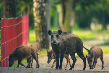 Wildschwein in der Großstadt