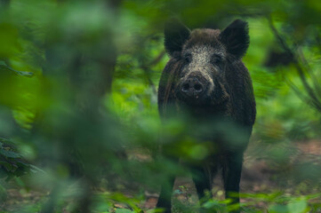 Wildschwein in der Großstadt