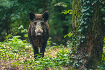 Wildschwein in der Großstadt
