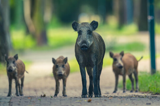 Wildschwein in der Gro&szlig;stadt