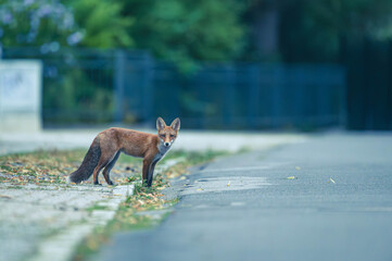 Großstadtfüchse