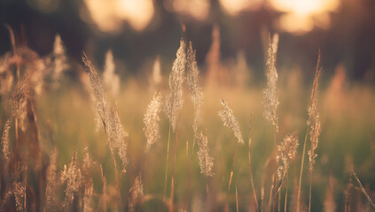 Summer grass background.grass field in the sunlight, Generative AI