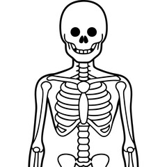 Vector Skeleton Anatomy Diagram Human Bones Biology Education Halloween Illustration Drawing