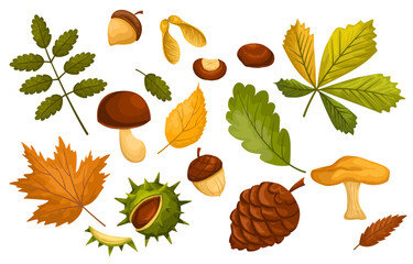Set of dried autumn leaves, berries and mushrooms. Collection of various chestnuts, acorns, branches and foliage. Beautiful seasonal leaves of chestnut, maple and oak leaf. Vector flat illustration.