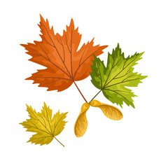 Maple leaves with maple fruits isolated on a white background. Autumn and hand drawn vector illustration of falling leaves.