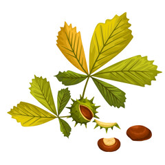Horse chestnut fruits with leaves. Chestnuts in a cracked shell with spines and a vector set of pointed oblong leaves