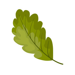 green oak leaf for student leaf vector illustration. Cartoon drawing of a tree leaf for forest study, math activity or game for children. Autumn or fall, education concept