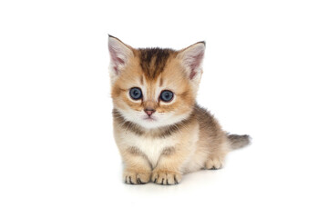 Obraz premium Small Scottish kitten with short legs.