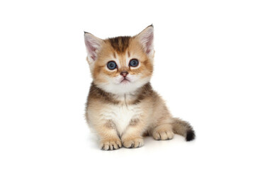 Small Scottish kitten with short legs.