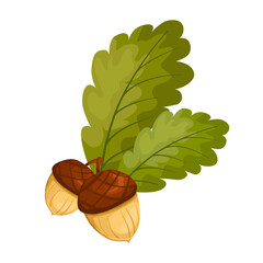 Vector oak green leaves and acorns isolated on white background. Oak leaf and acorn for September decor. Floral elements in flat style for autumn design.