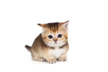 Small, red Scottish kitten with short legs.