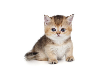 Small, funny Scottish kitten with short legs.