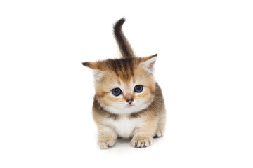 Small Scottish kitten walks on short legs.